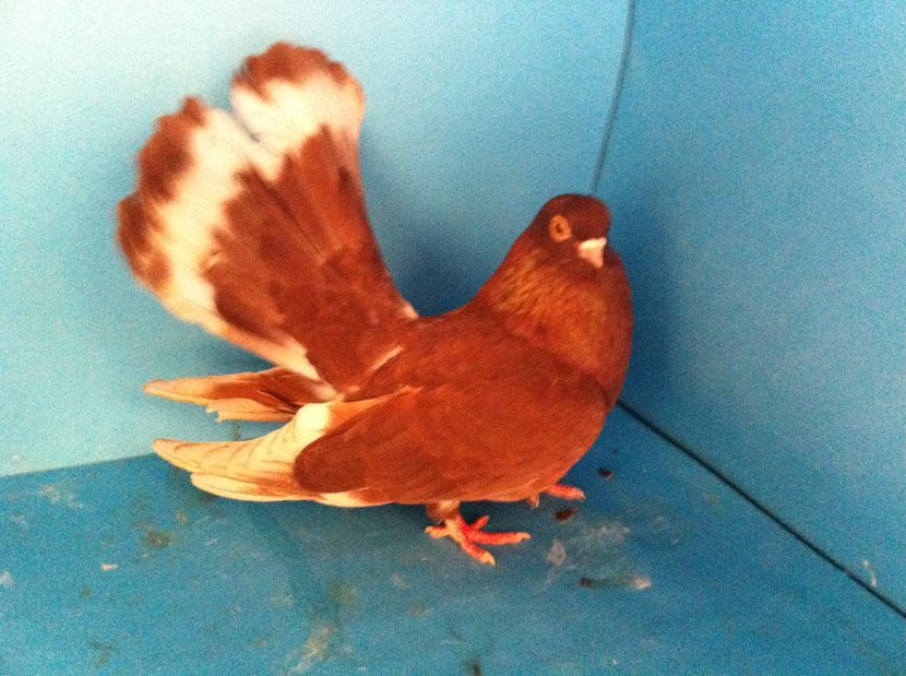  - 01 Castaniu de Craiova