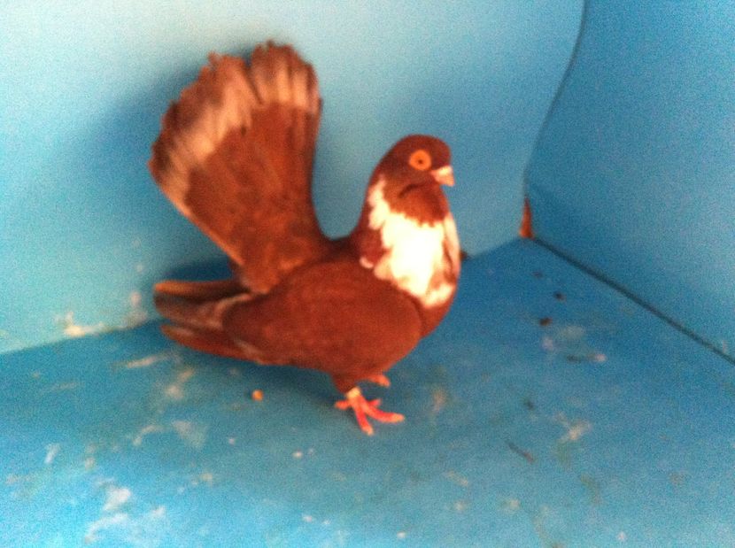  - 01 Castaniu de Craiova