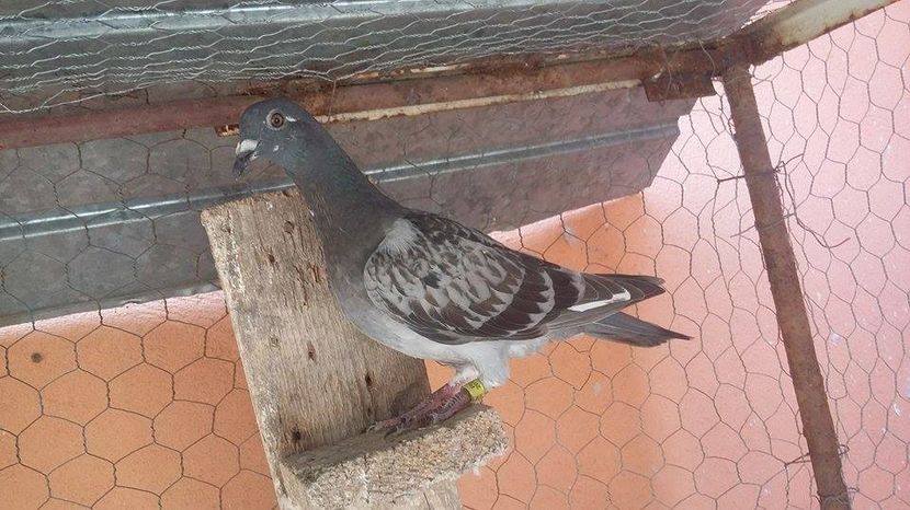 TATA-General.mascul 2012 POPESCU   GRADINARU IAR Mama este fica de campion National Orig. Petre Pope