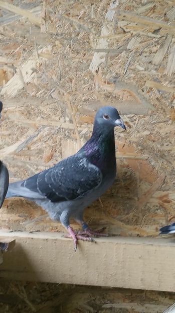 ; Original Tolos Ion. Brokamp / Piticu
