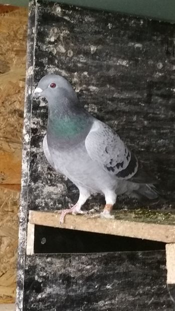 ; Original Calcan Florin 100% maraton. Reijckaert/Demeyer
