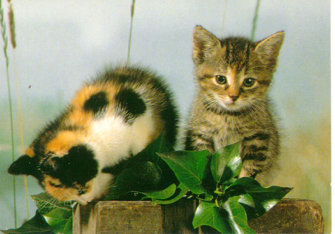 cat8 - poze pisici