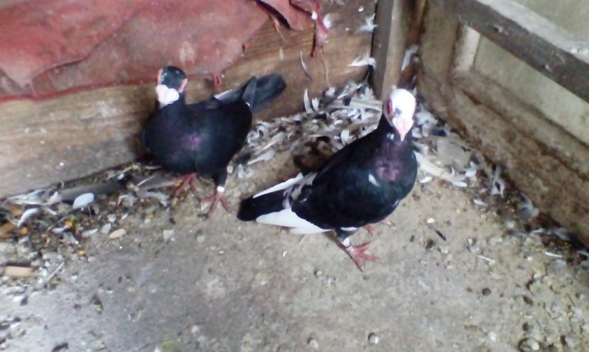 f berber 2016 de vinzare