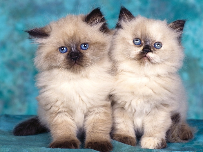 Himalayan Kittens - poze pisici