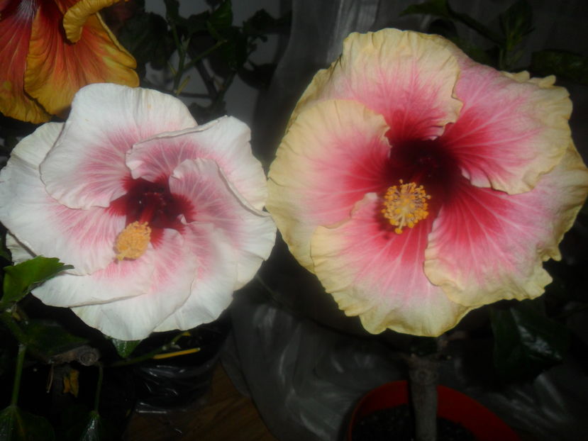  - hibiscusi 2016 -9