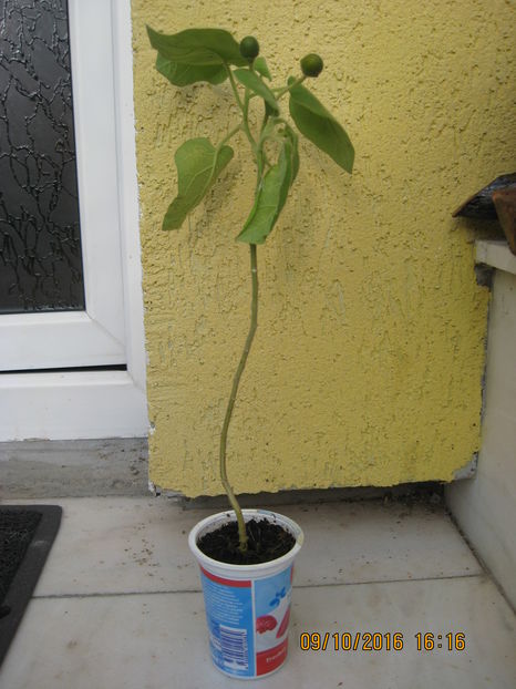 plantuta, tamarillo cu fructe galbene.