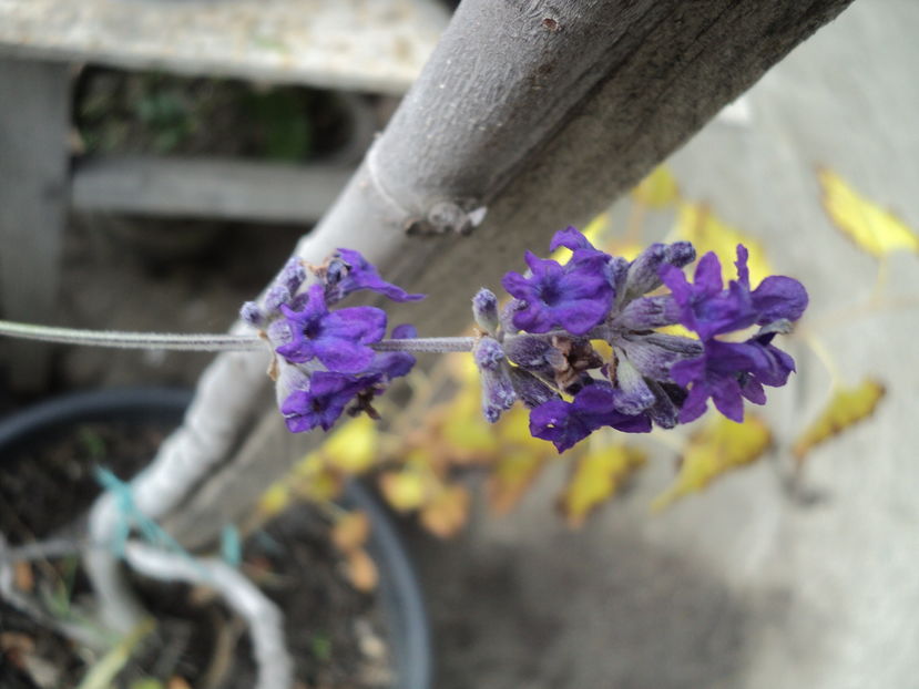 23 oct 2016,levantica