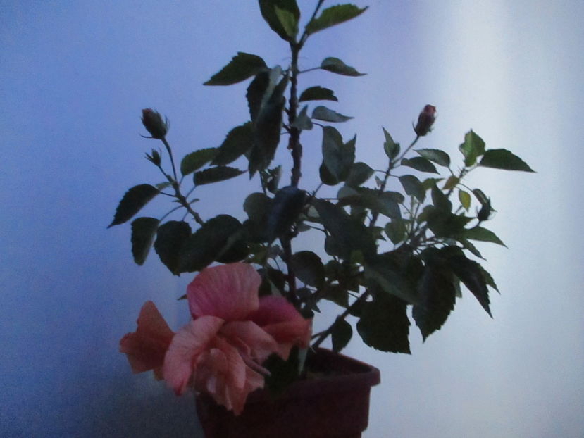  - Florile mele octombrie 2016