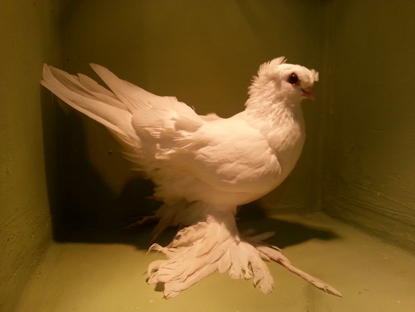 RO 10 EE 11495(2016) M - Uzbeci lot 2016