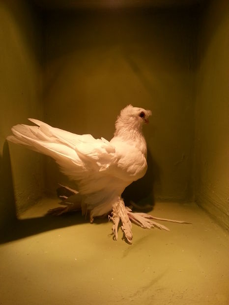 RO 10 EE 11495(2016) M - Uzbeci lot 2016