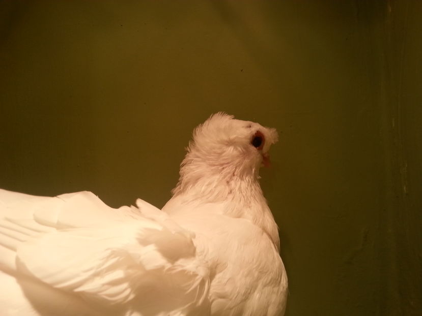 RO 10 EE 11495(2016) M - Uzbeci lot 2016