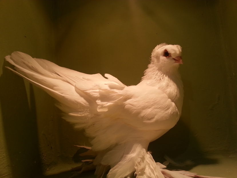 RO 10 EE 11495(2016) F - Uzbeci lot 2016