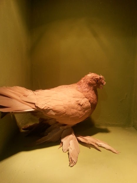 3260 (2015) M - Uzbeci lot 2016