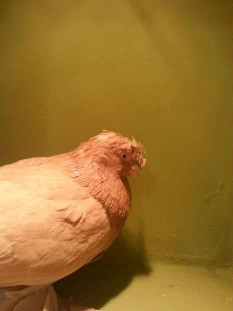 3260 (2015) M - Uzbeci lot 2016