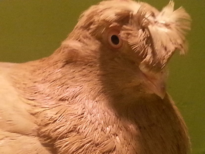 3260 (2015) M - Uzbeci lot 2016