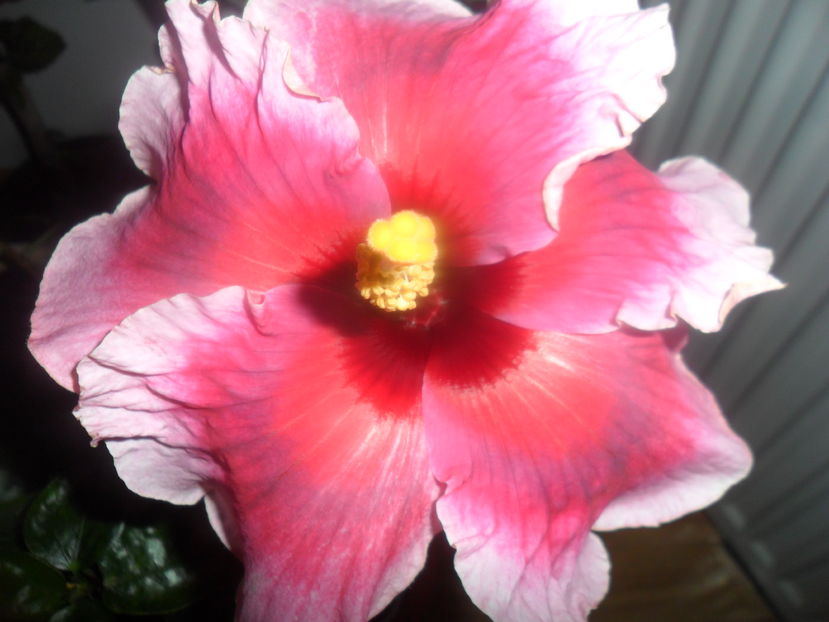  - tahitian imperial mountain