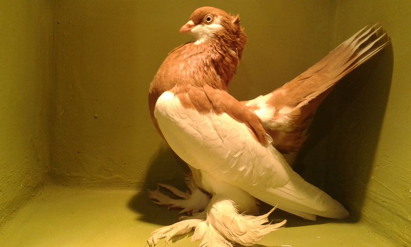 B 127 (2014) F - WOLGA