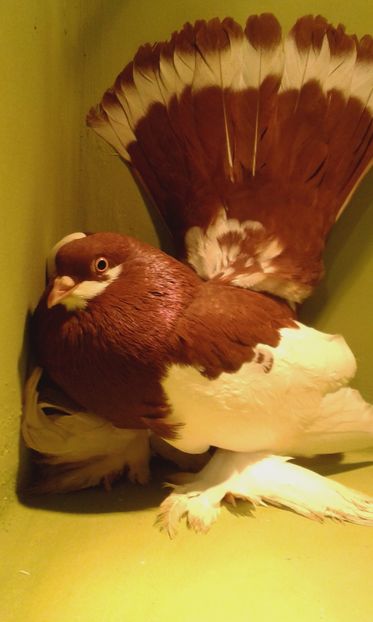 3241 (2015) F - WOLGA