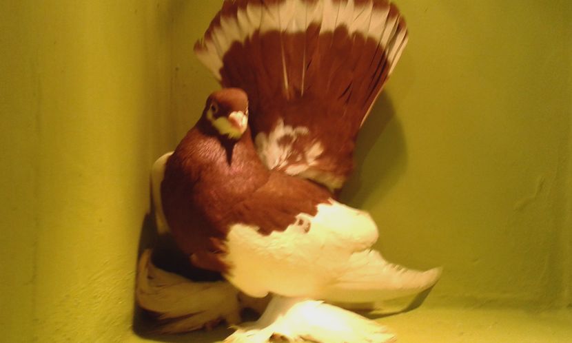 3241 (2015) F - WOLGA