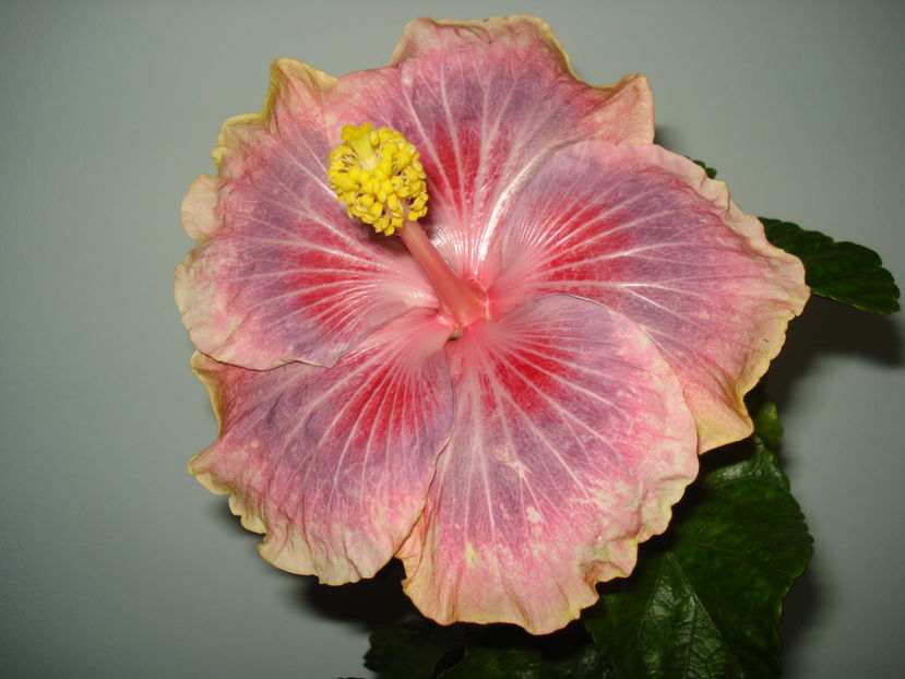 ...in casa - Hibiscus Barry Schlueter