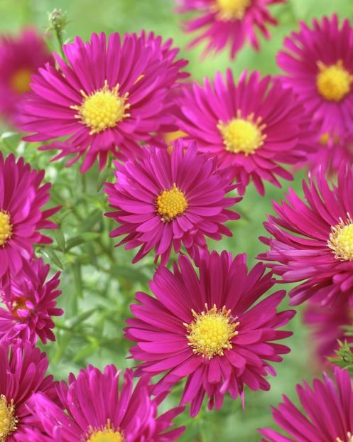 Crimson-Brocade_diana 2016 - Aster