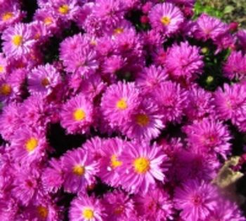 Aster dumosus kassel diana 2016 - Aster