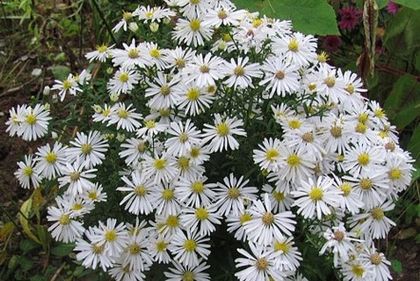 Aster dumosus  Kristina diana 2016