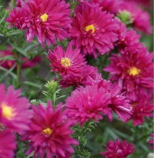 Royal Ruby - Aster achizitii