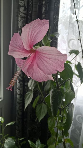  - Hibiscus Dainty Pink