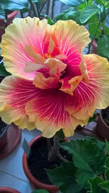  - Hibiscus Tahitian Spotted Sun