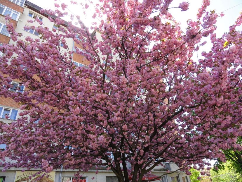 cires japonez 1 - Vanzare pomi ornamentali- epuizat