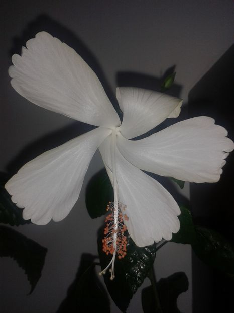 Dainty White - Hibiscus