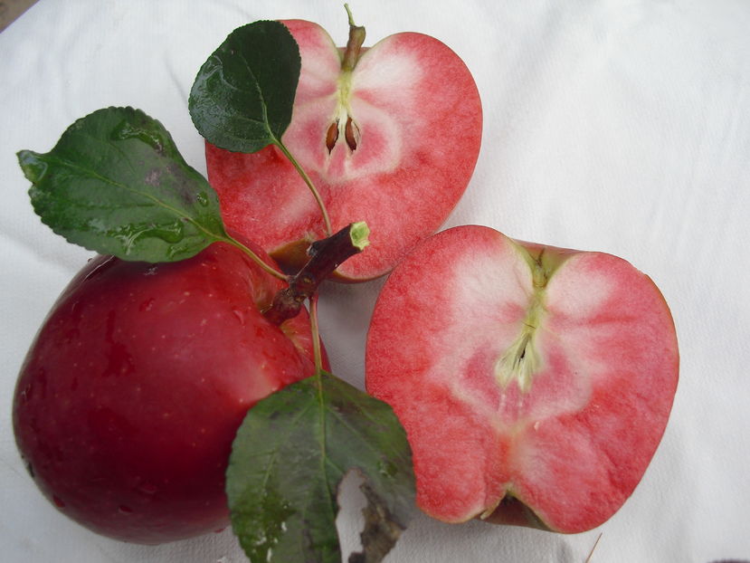 Weirouge apples - 0-1Plante de vanzare - toamna 2016