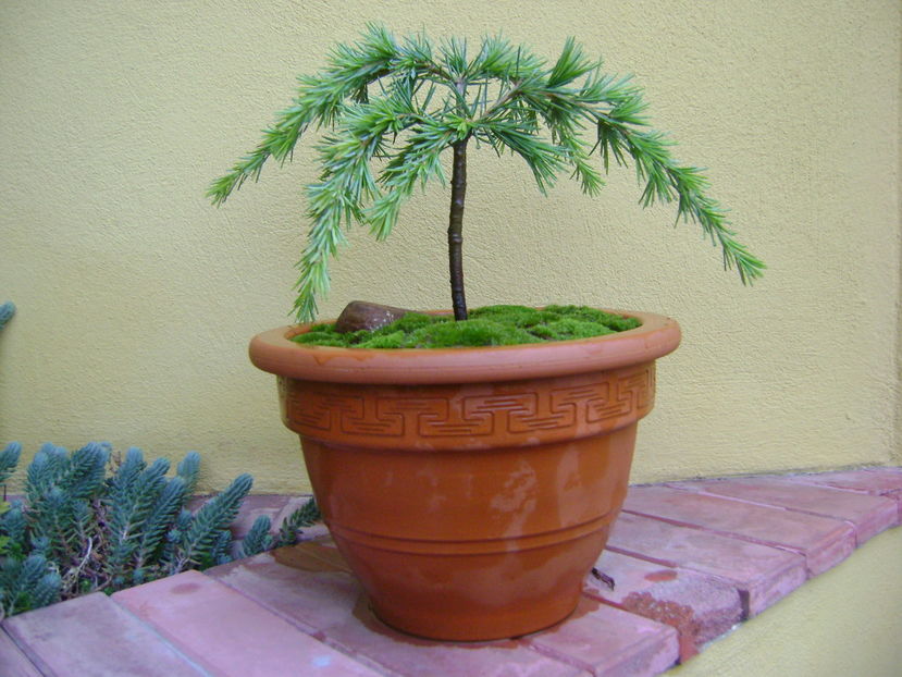 Cedrus deodara "feeling blue" - Bonsai si prebonsai 2016-2017