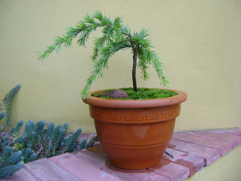 Cedrus deodara "feeling blue" - Bonsai si prebonsai 2016-2017