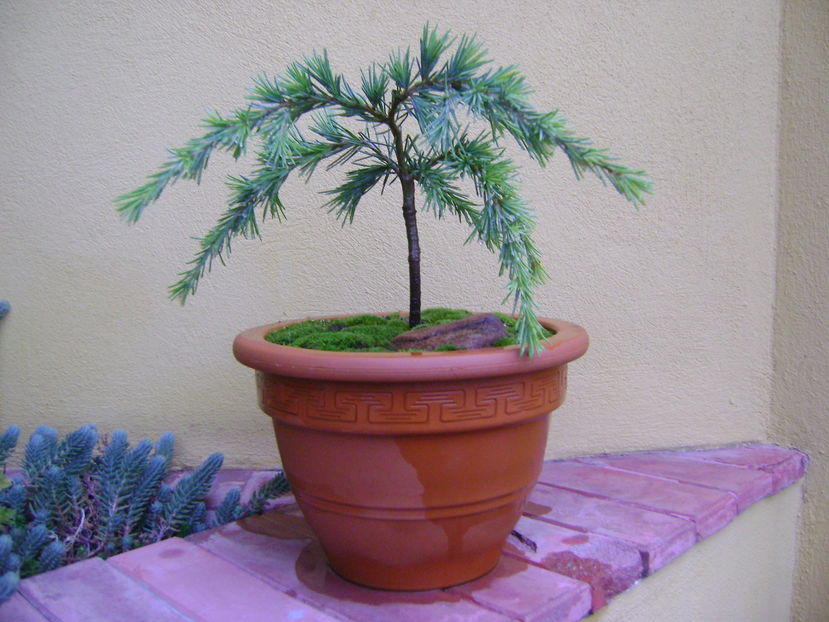 Cedrus deodara "feeling blue" - Bonsai si prebonsai 2016-2017