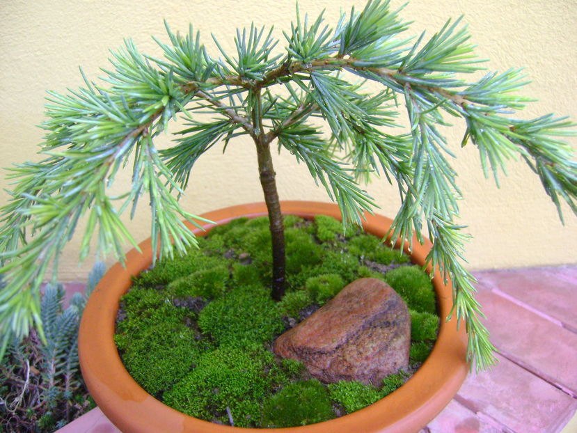 Cedrus deodara "feeling blue" - Bonsai si prebonsai 2016-2017