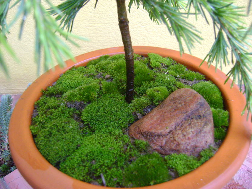 Cedrus deodara "feeling blue", detalii - Bonsai si prebonsai 2016-2017