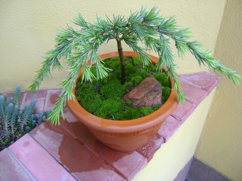 Cedrus deodara "feeling blue" - Bonsai si prebonsai 2016-2017