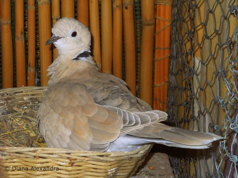 varietatea blond deschis - Turturele Razatoare pasnice