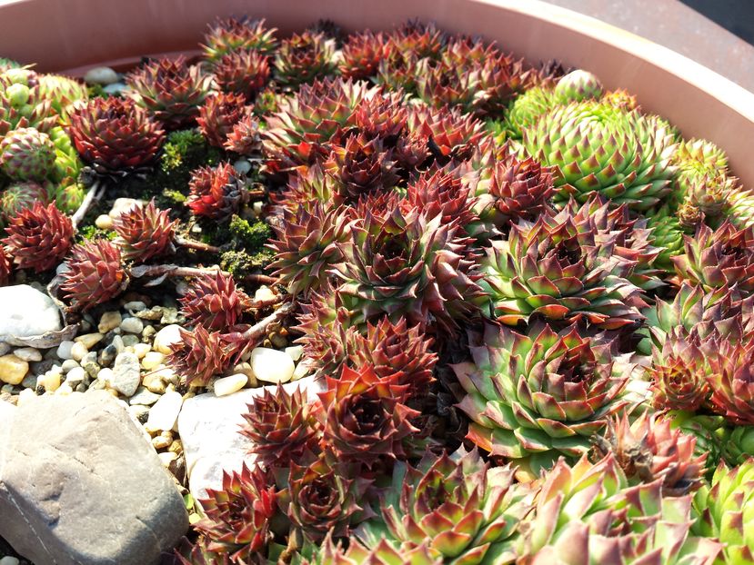  - Sempervivum - 2016_partea a II-a