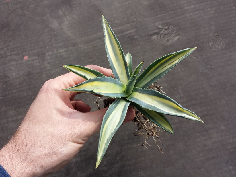 Trimis la - DYANA.sunphoto.ro; DETALIU - Agave Americana Mediopicta Lutea Striata
