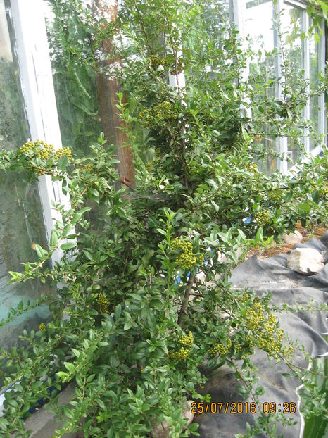 am plantat citeva plante de ..