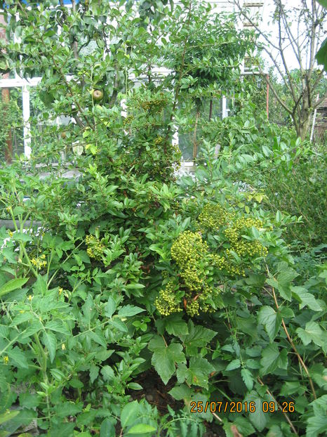 Pyracantha, un arbust ornamental. - 3 ARBUSTI FRUCTIFERI SI ORNAMENTALI