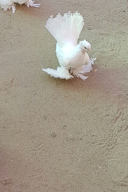 Mascul2016.per.nr3.Dnu.UNGUREANU.Loc.BUCURESTI - 8___-PERSOANE CU CARE AM COLABORAT- VANZARI