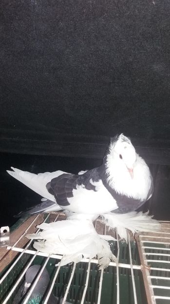 Femela - Porumbei incaltati