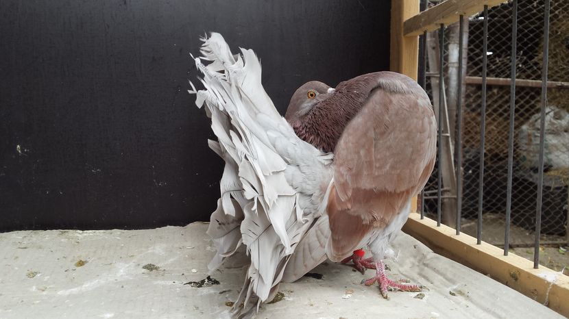 Femela 2016 nr1 vanduta