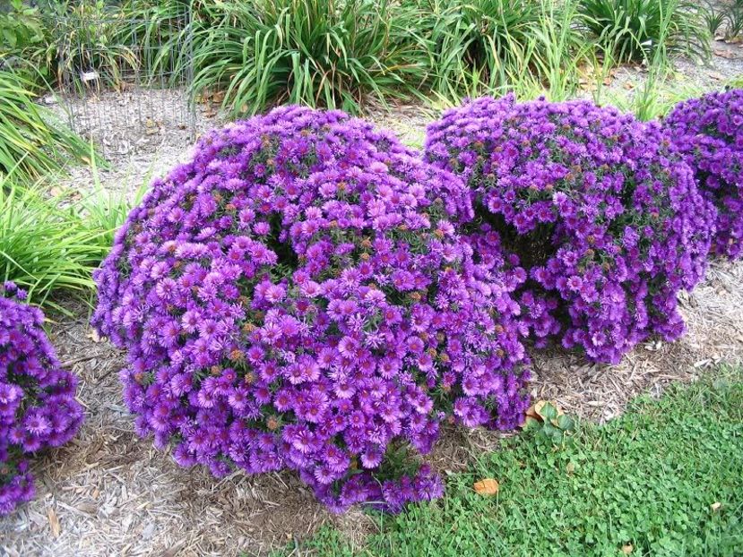 Purple-Dome_ Mihaela :-) - Aster