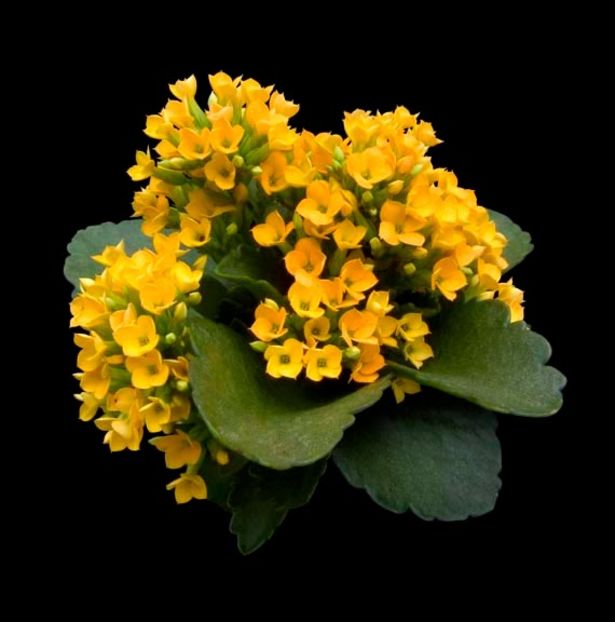 Kalanchoe hybrid 1B