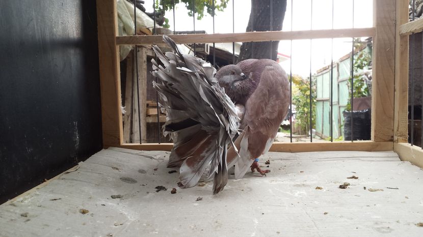 Mascul 2016 nr4 vandut